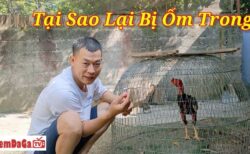 gà bị ốm trong teo lườn