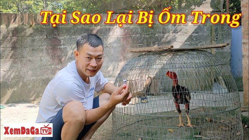 gà bị ốm trong teo lườn