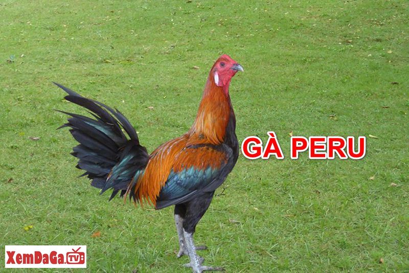 gà Peru đá cựa sắt