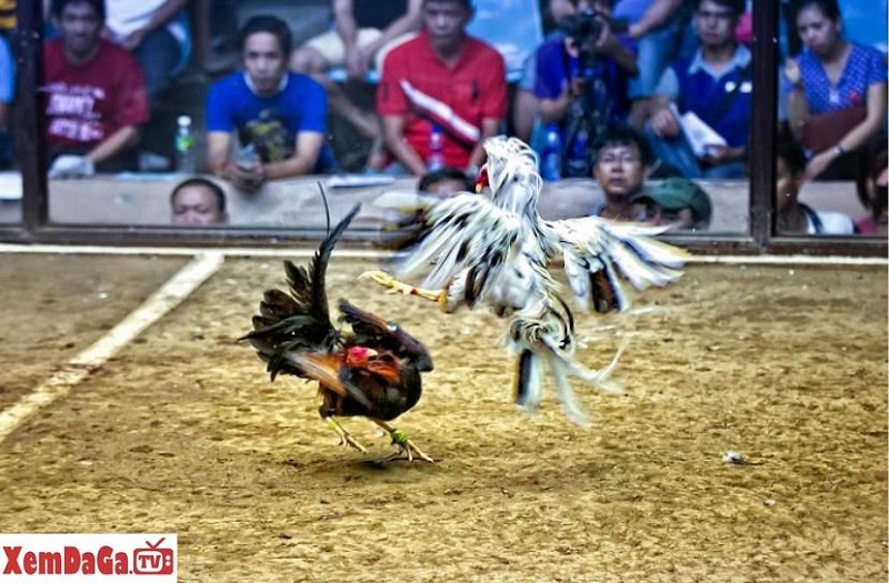 tăng thể lực gà đá