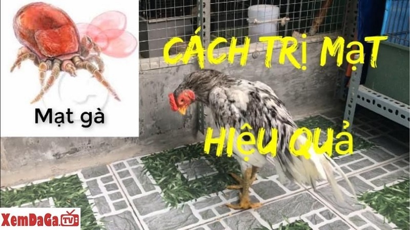 trị mạt gà đá