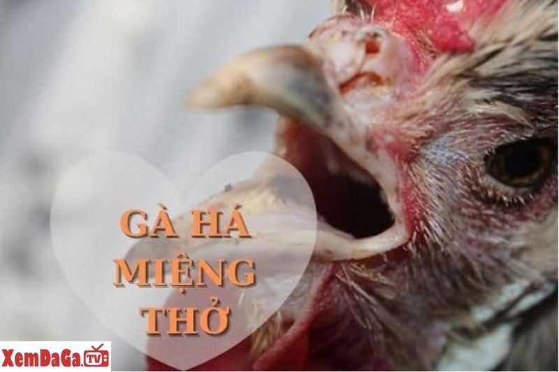 gà há miệng thở