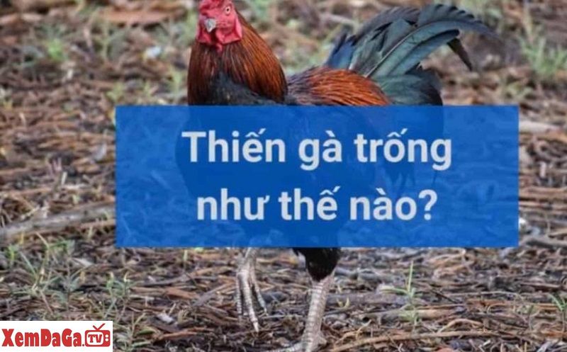 thiến gà đá đúng cách