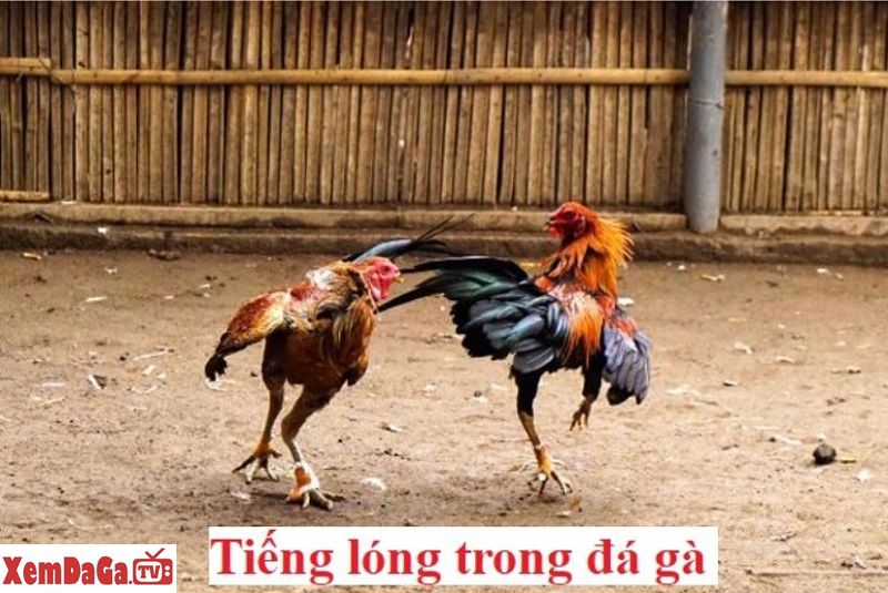 tiếng lóng trong đá gà