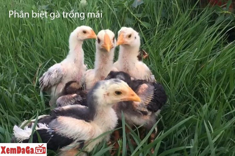 Phân biệt giới tính gà đá con