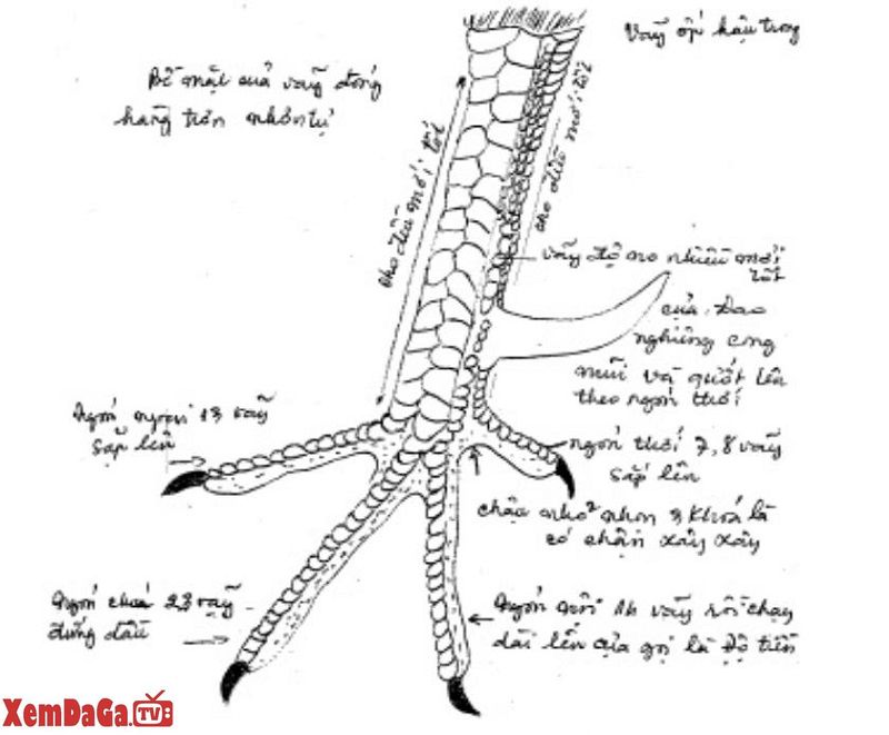 vảy gà kích giáp