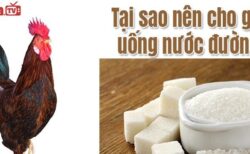 gà chọi uống nước đường