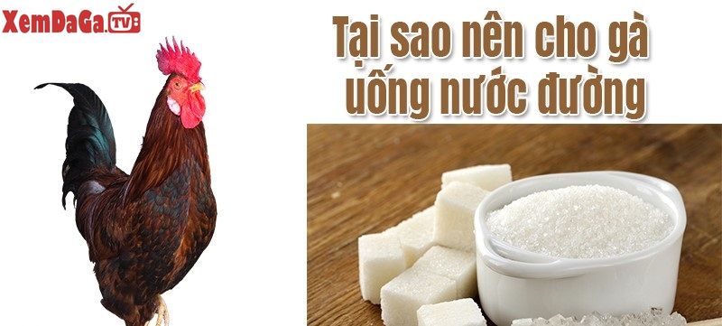 gà chọi uống nước đường