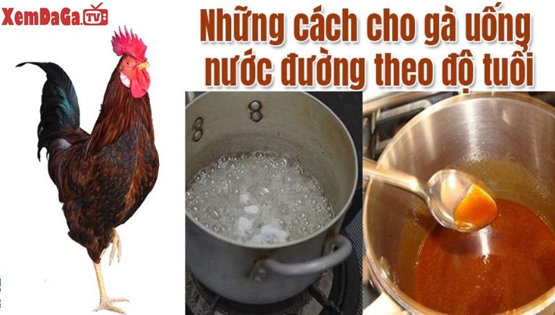 gà chọi uống nước đường