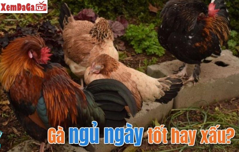 gà đá ngủ ngày