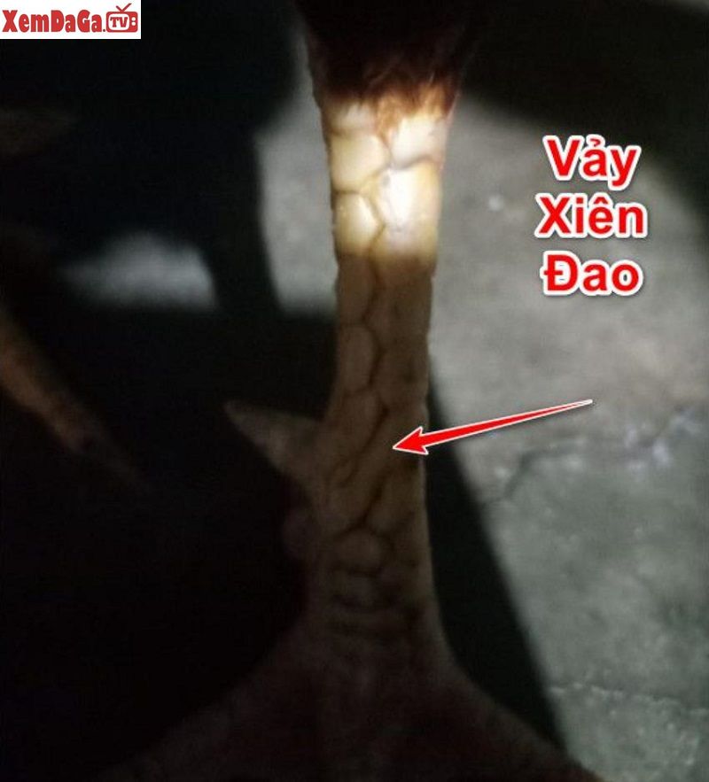 vảy xuyên đao