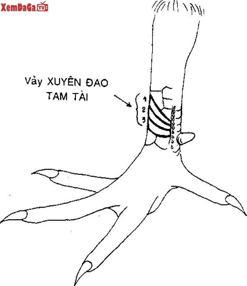 vảy xuyên đao