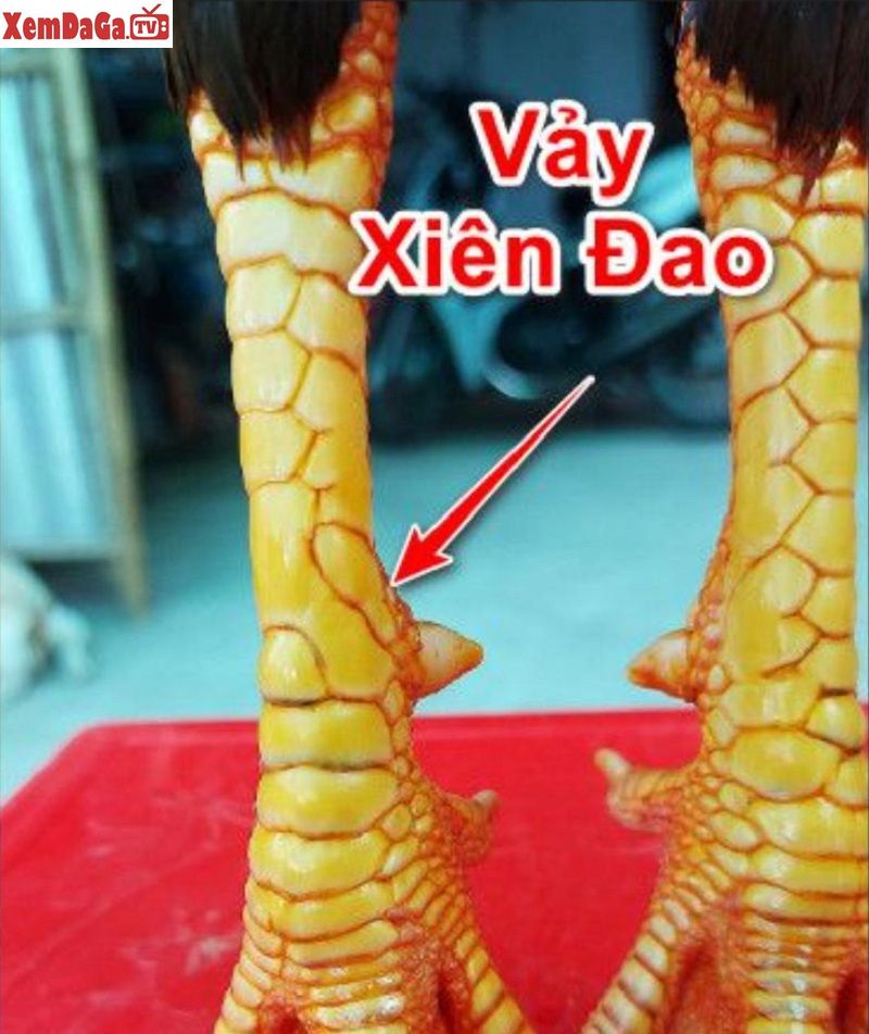 vảy xuyên đao