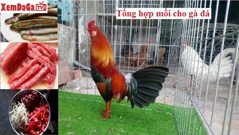 các loại mồi cho gà đá