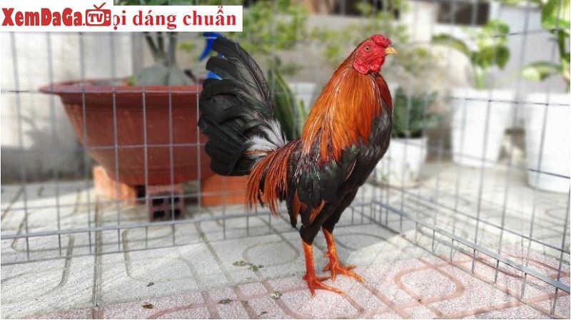 cách nuôi gà chọi dáng chuẩn