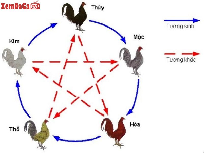 đá gà ngày âm