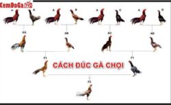 đúc gà chọi nhiều trống