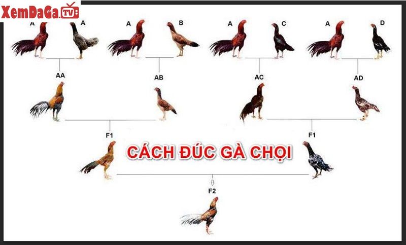 đúc gà chọi nhiều trống