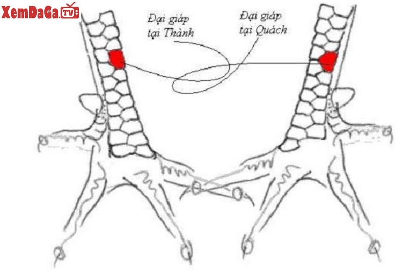 vảy gà chọi độc