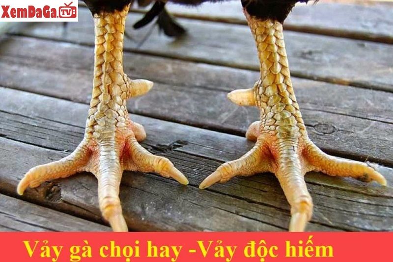 vảy gà ngũ quỷ