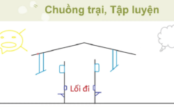 Cách làm chuồng nuôi gà đá kết hợp tập luyện thiết kế kiểu chuồng đôi hiệu quả