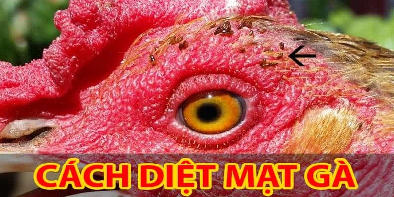 cach-diet-mat-ga-3