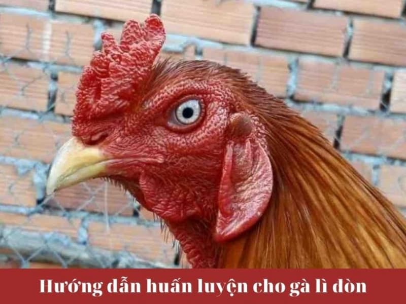 Cách làm cho gà lì đòn