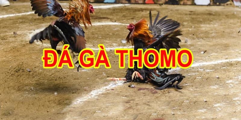 kinh nghiệm đá gà thomo 24/7